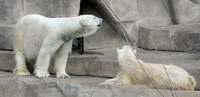 polar bears